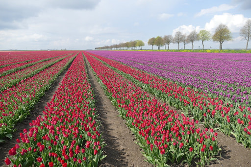 Uw vakantiewoning verhuren in Flevoland met bookinholland.com